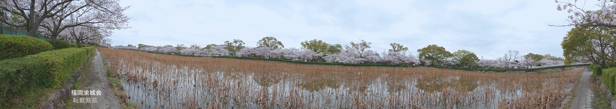 南濠の桜 全景1.jpg