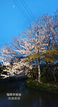 万部島の桜 ライトアップ.jpg