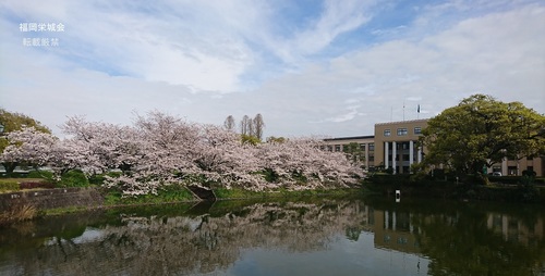 佐賀県庁　お堀に桜と大楠.jpg