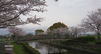 多布施川河畔公園 橋と桜.jpg