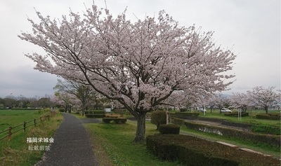 多布施川河畔公園 遊歩道に桜.jpg