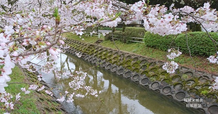 多布施橋の桜.jpg