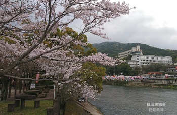 川上峡　川上川　鯉に桜.jpg