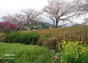 川上川 土手の桜と菜の花.jpg