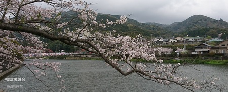 川上川に桜.jpg