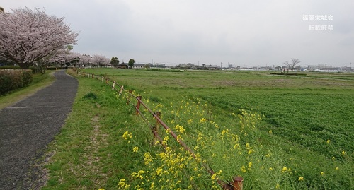 桜に菜の花、レンゲ畑.jpg