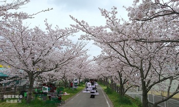 桜のトンネル 1.jpg