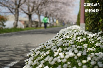 桜並木　道端の白い花.jpg