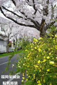 桜並木　道端の黄色い花.jpg