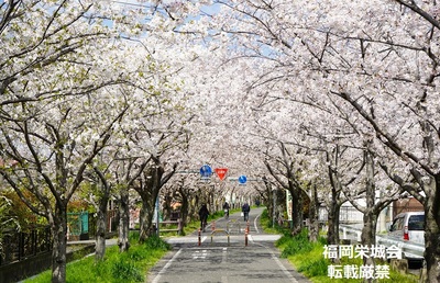 桜並木に自転車　２.jpg