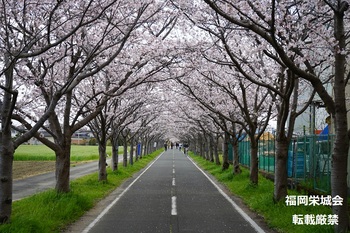 桜並木に自転車と歩行者.jpg