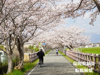 桜並木に自転車と歩行者　２.jpg