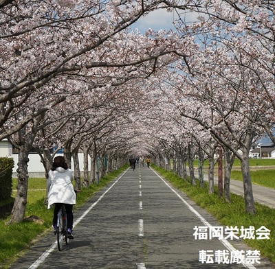 桜並木に自転車と歩行者　３.jpg