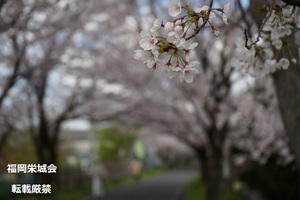 桜並木のソメイヨシノ.jpg