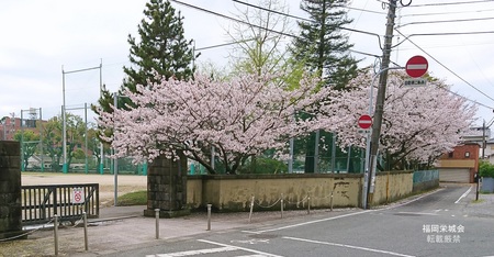母校　校門の桜.jpg