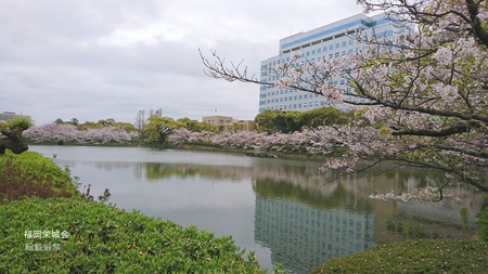 県庁　北濠の桜.jpg