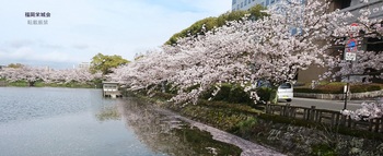 県庁　北濠の桜 2.jpg