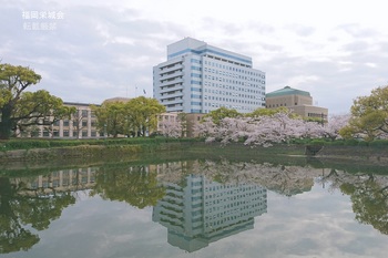 県庁　北濠の桜と楠.jpg
