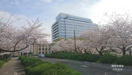 県庁に桜.jpg