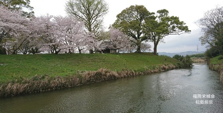 石井樋の桜.jpg