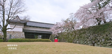 鯱の門、石垣に桜.jpg