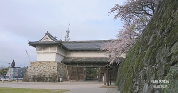 鯱の門、石垣に桜1.jpg